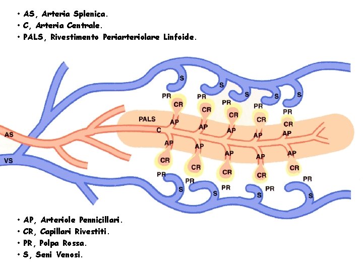  • AS, Arteria Splenica. • C, Arteria Centrale. • PALS, Rivestimento Periarteriolare Linfoide.