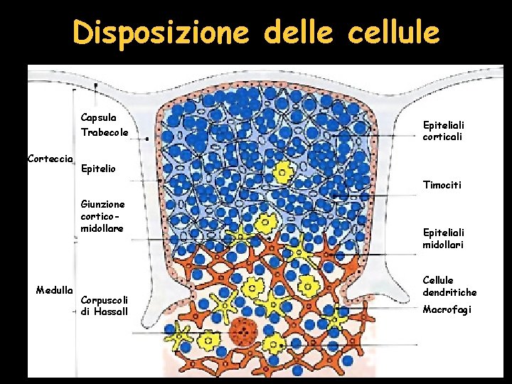 Disposizione delle cellule Capsula Trabecole Corteccia Epiteliali corticali Epitelio Timociti Giunzione corticomidollare Medulla Corpuscoli
