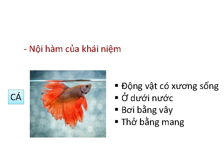 - Nội hàm của khái niệm CÁ § Động vật có xương sống §