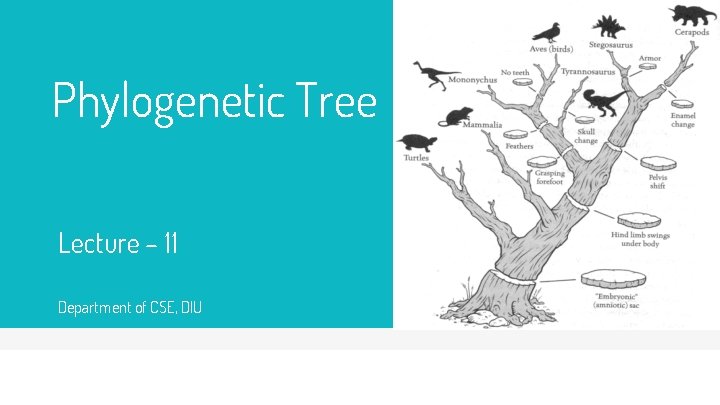 Phylogenetic Tree Lecture – 11 Department of CSE, DIU 