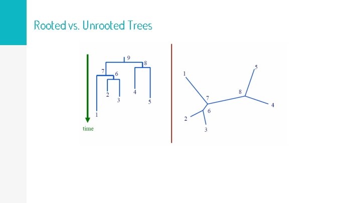 Rooted vs. Unrooted Trees 
