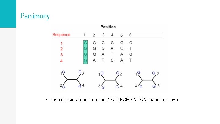 Parsimony • Invariant positions – contain NO INFORMATION→uninformative 