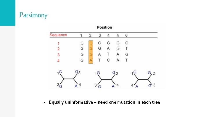 Parsimony • Equally uninformative – need one mutation in each tree 