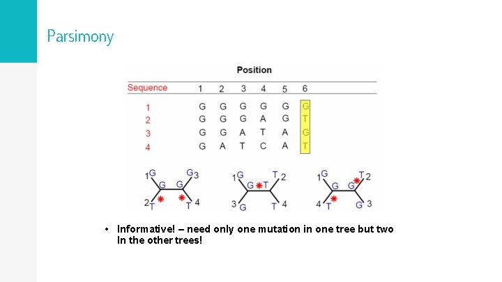 Parsimony • Informative! – need only one mutation in one tree but two In