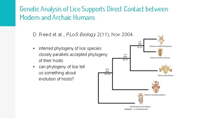 Genetic Analysis of Lice Supports Direct Contact between Modern and Archaic Humans D. Reed
