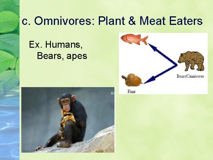 c. Omnivores: Plant & Meat Eaters Ex. Humans, Bears, apes 