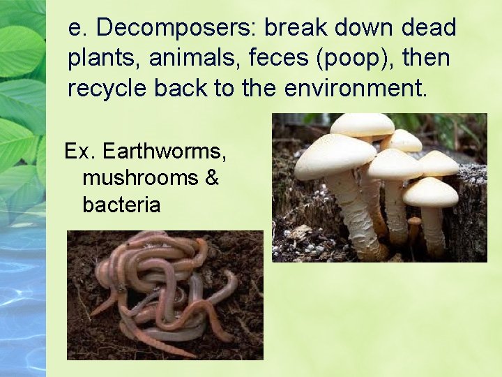 e. Decomposers: break down dead plants, animals, feces (poop), then recycle back to the