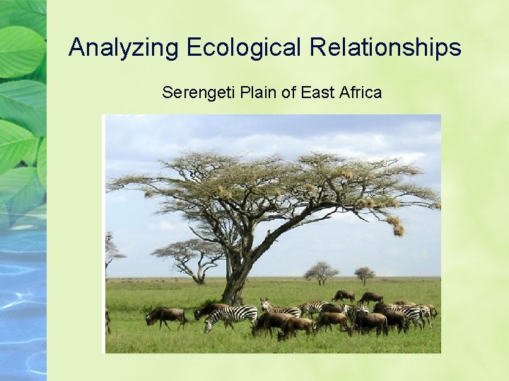 Analyzing Ecological Relationships Serengeti Plain of East Africa 