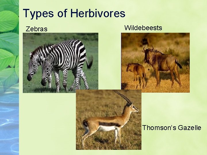 Types of Herbivores Zebras Wildebeests Thomson’s Gazelle 