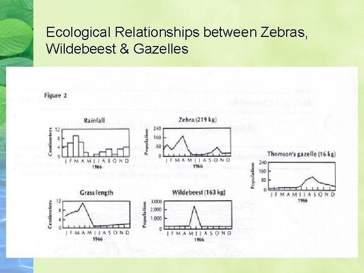 Ecological Relationships between Zebras, Wildebeest & Gazelles 