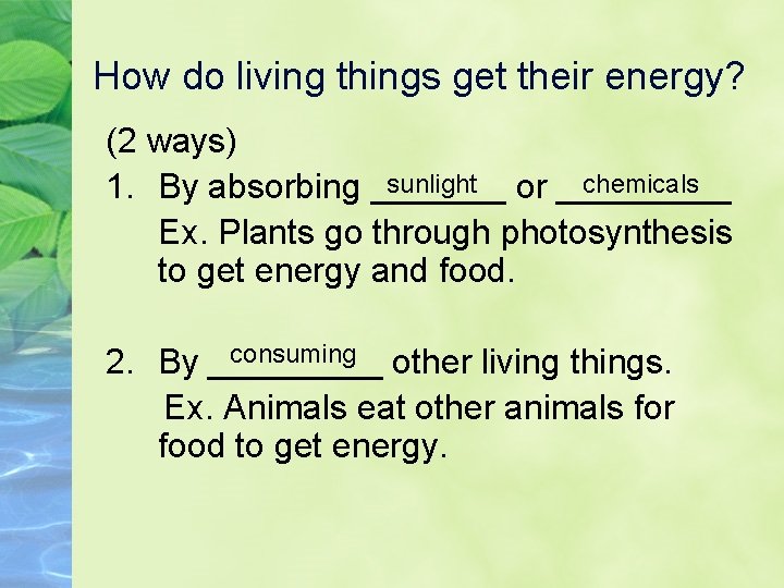 How do living things get their energy? (2 ways) sunlight chemicals 1. By absorbing