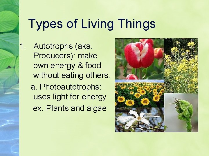 Types of Living Things 1. Autotrophs (aka. Producers): make own energy & food without