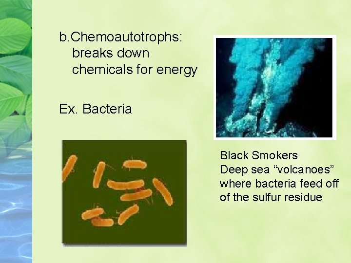 b. Chemoautotrophs: breaks down chemicals for energy Ex. Bacteria Black Smokers Deep sea “volcanoes”