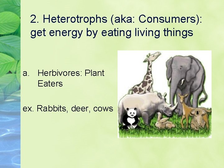 2. Heterotrophs (aka: Consumers): get energy by eating living things a. Herbivores: Plant Eaters