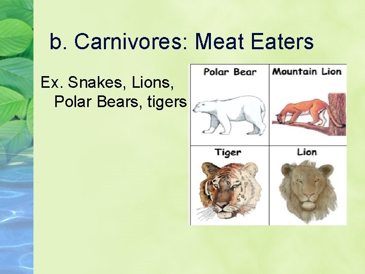 b. Carnivores: Meat Eaters Ex. Snakes, Lions, Polar Bears, tigers 