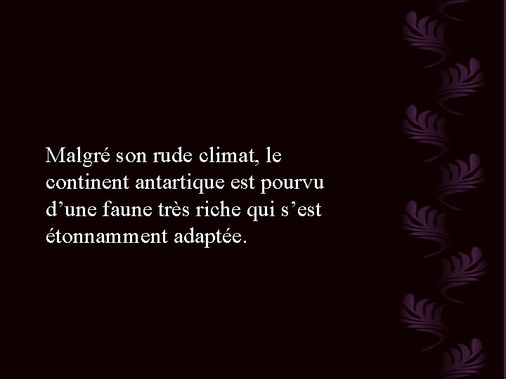 Malgré son rude climat, le continent antartique est pourvu d’une faune très riche qui