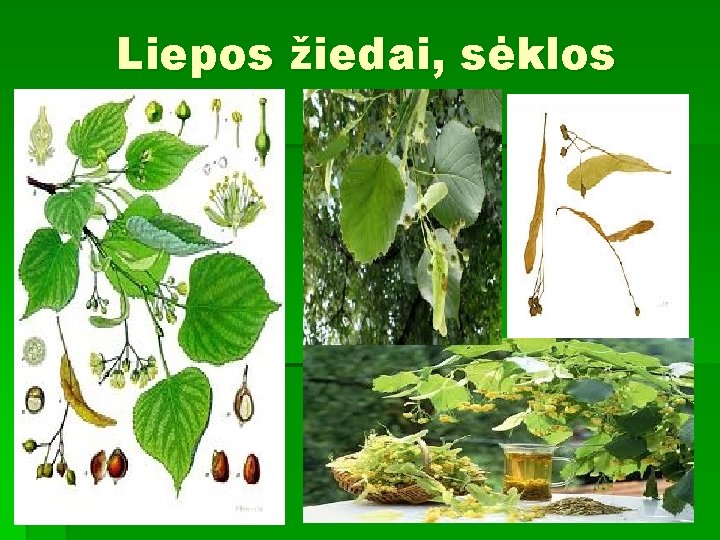 Liepos žiedai, sėklos 