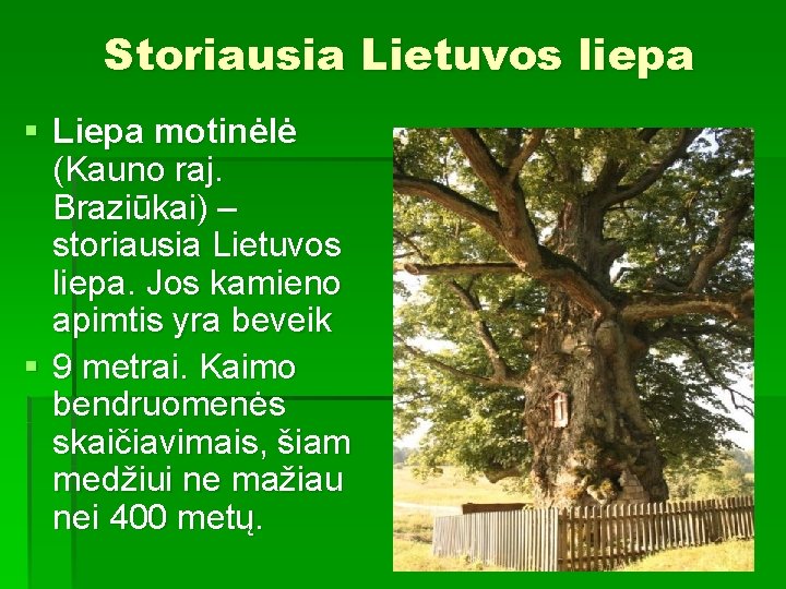 Storiausia Lietuvos liepa § Liepa motinėlė (Kauno raj. Braziūkai) – storiausia Lietuvos liepa. Jos