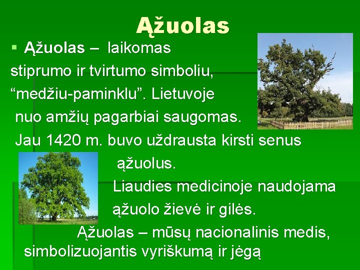 Ąžuolas § Ąžuolas – laikomas stiprumo ir tvirtumo simboliu, “medžiu-paminklu”. Lietuvoje nuo amžių pagarbiai