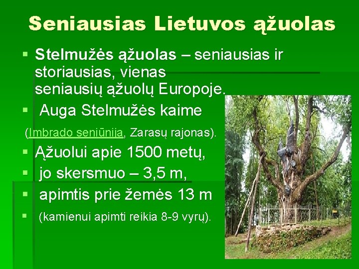 Seniausias Lietuvos ąžuolas § Stelmužės ąžuolas – seniausias ir storiausias, vienas seniausių ąžuolų Europoje.