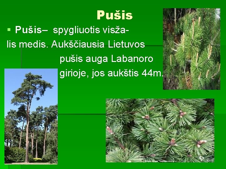 Pušis § Pušis– spygliuotis visžalis medis. Aukščiausia Lietuvos pušis auga Labanoro girioje, jos aukštis