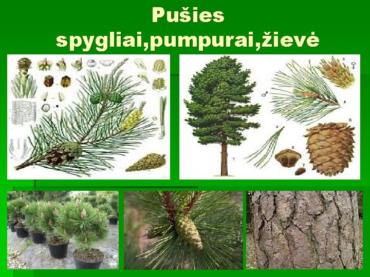 Pušies spygliai, pumpurai, žievė 