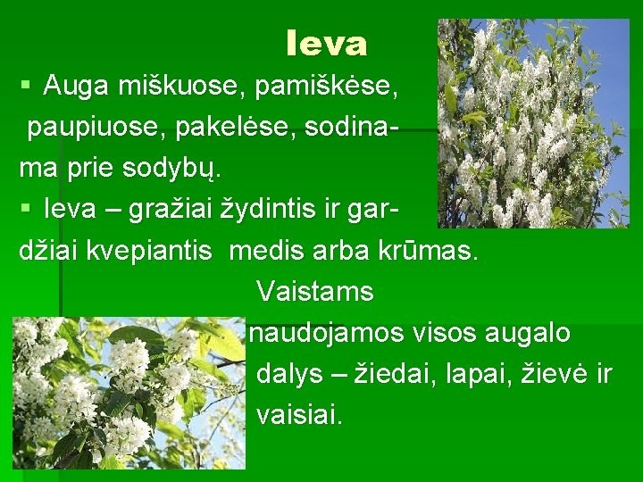 Ieva § Auga miškuose, pamiškėse, paupiuose, pakelėse, sodinama prie sodybų. § Ieva – gražiai