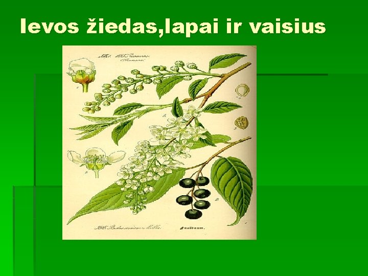 Ievos žiedas, lapai ir vaisius 