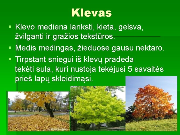 Klevas § Klevo mediena lanksti, kieta, gelsva, žvilganti ir gražios tekstūros. § Medis medingas,