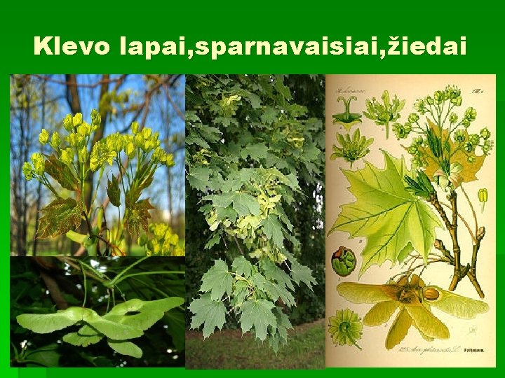 Klevo lapai, sparnavaisiai, žiedai 