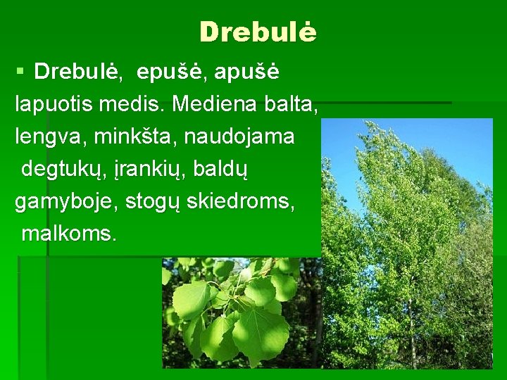 Drebulė § Drebulė, epušė, apušė lapuotis medis. Mediena balta, lengva, minkšta, naudojama degtukų, įrankių,