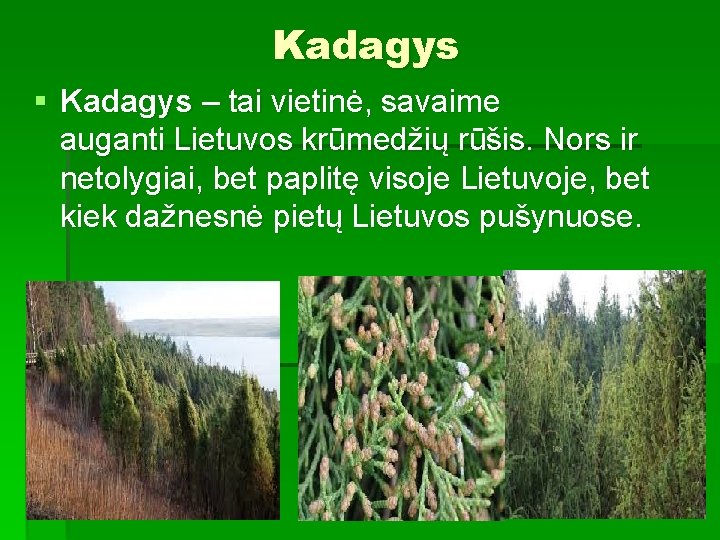 Kadagys § Kadagys – tai vietinė, savaime auganti Lietuvos krūmedžių rūšis. Nors ir netolygiai,