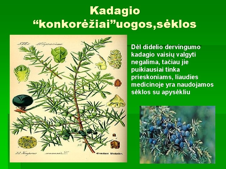 Kadagio “konkorėžiai”uogos, sėklos Dėl didelio dervingumo kadagio vaisių valgyti negalima, tačiau jie puikiausiai tinka