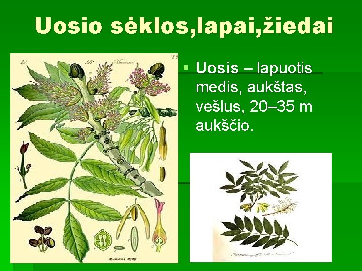 Uosio sėklos, lapai, žiedai § Uosis – lapuotis medis, aukštas, vešlus, 20– 35 m