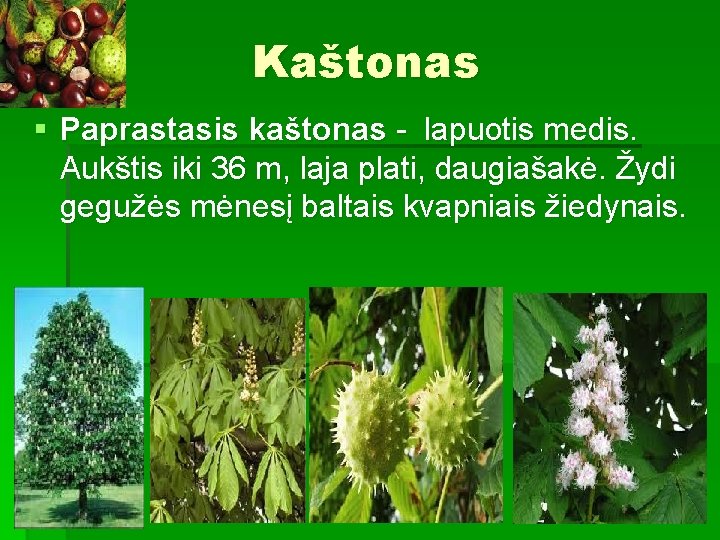 Kaštonas § Paprastasis kaštonas - lapuotis medis. Aukštis iki 36 m, laja plati, daugiašakė.