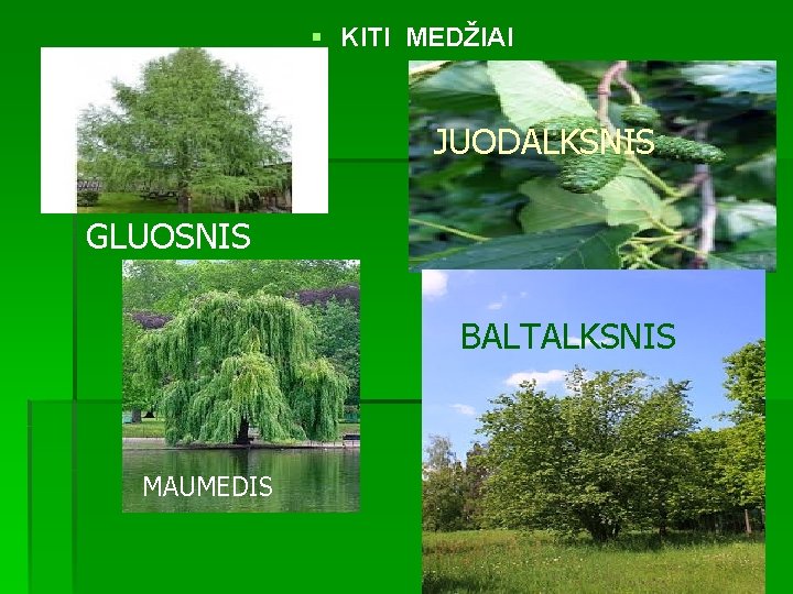 § KITI MEDŽIAI JUODALKSNIS GLUOSNIS BALTALKSNIS MAUMEDIS 