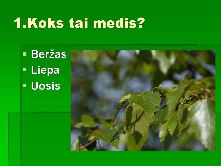 1. Koks tai medis? § Beržas § Liepa § Uosis 