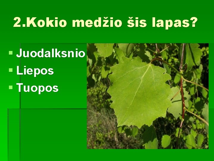 2. Kokio medžio šis lapas? § Juodalksnio § Liepos § Tuopos 