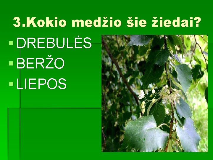 3. Kokio medžio šie žiedai? § DREBULĖS § BERŽO § LIEPOS 