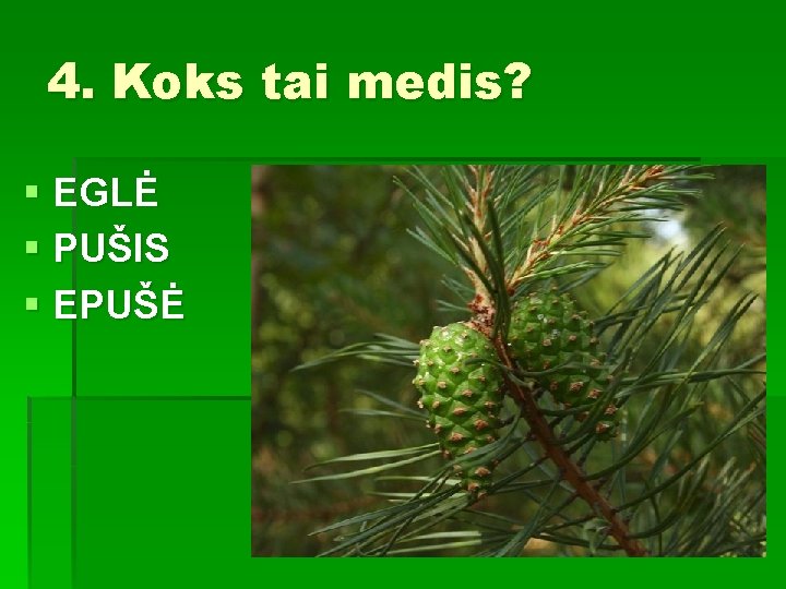 4. Koks tai medis? § EGLĖ § PUŠIS § EPUŠĖ 