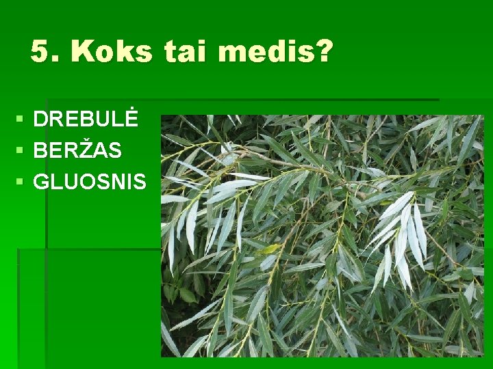 5. Koks tai medis? § § § DREBULĖ BERŽAS GLUOSNIS 