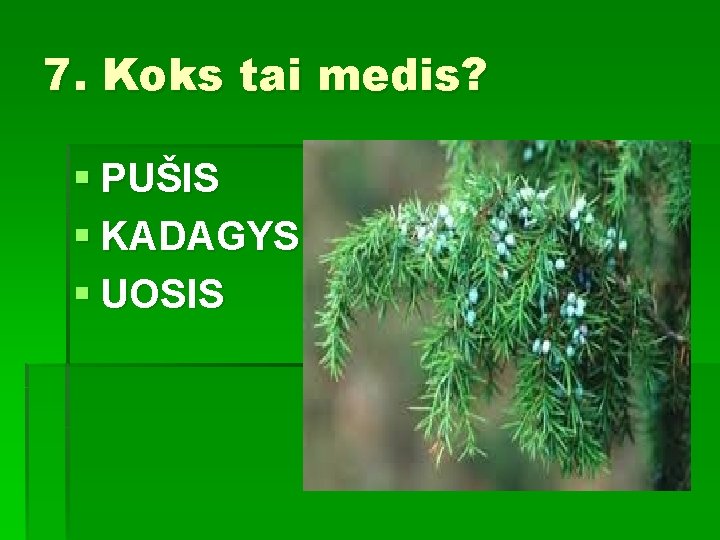 7. Koks tai medis? § PUŠIS § KADAGYS § UOSIS 