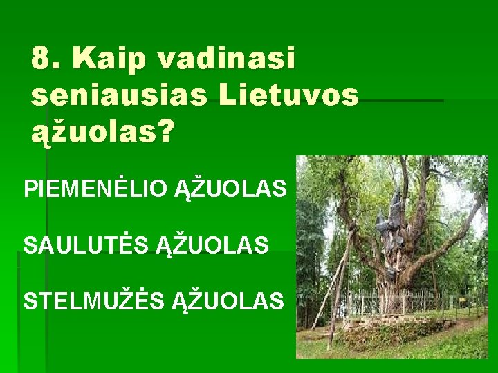 8. Kaip vadinasi seniausias Lietuvos ąžuolas? PIEMENĖLIO ĄŽUOLAS SAULUTĖS ĄŽUOLAS STELMUŽĖS ĄŽUOLAS 