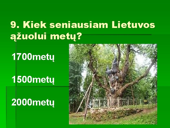 9. Kiek seniausiam Lietuvos ąžuolui metų? 1700 metų 1500 metų 2000 metų 