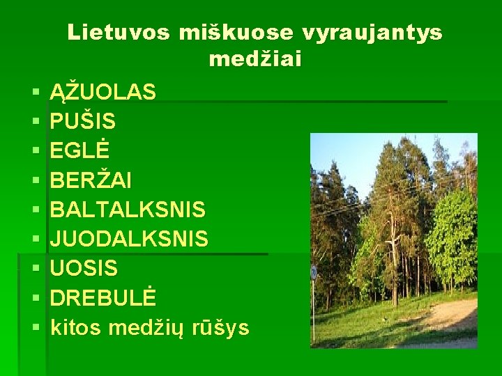 § § § § § Lietuvos miškuose vyraujantys medžiai ĄŽUOLAS PUŠIS EGLĖ BERŽAI BALTALKSNIS