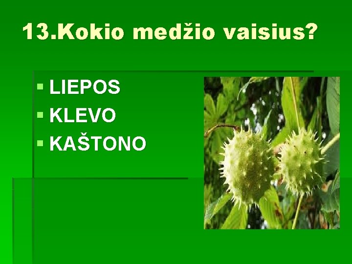 13. Kokio medžio vaisius? § LIEPOS § KLEVO § KAŠTONO 