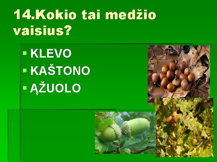 14. Kokio tai medžio vaisius? § KLEVO § KAŠTONO § ĄŽUOLO 