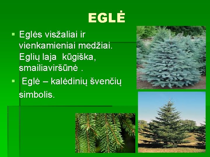 EGLĖ § Eglės visžaliai ir vienkamieniai medžiai. Eglių laja kūgiška, smailiaviršūnė. § Eglė –