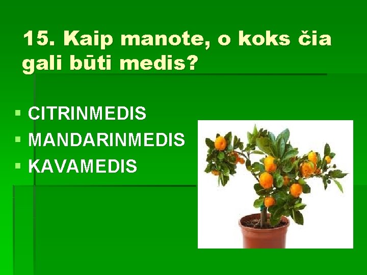 15. Kaip manote, o koks čia gali būti medis? § CITRINMEDIS § MANDARINMEDIS §