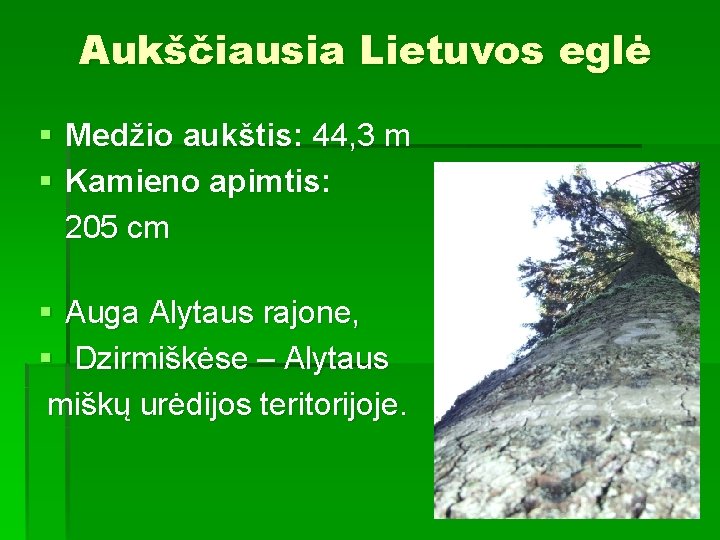 Aukščiausia Lietuvos eglė § Medžio aukštis: 44, 3 m § Kamieno apimtis: 205 cm